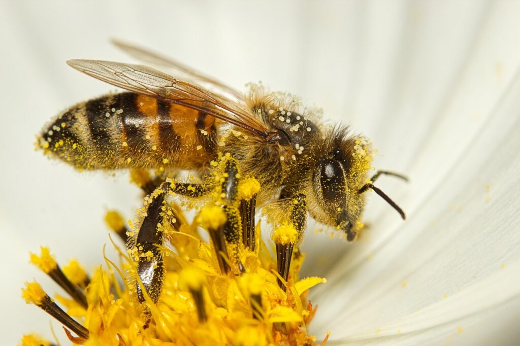 家族で楽しめるごはんの花粉症緩和におすすめの食材は？