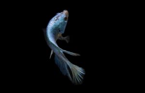 家族で楽しむごはんにぴったりな魚メニューが足りない時の解決策は？