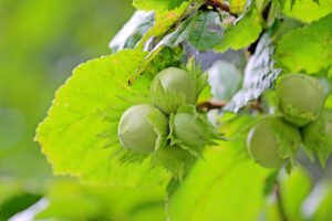 家族で楽しむごはん作りに包丁はいらない方法は？